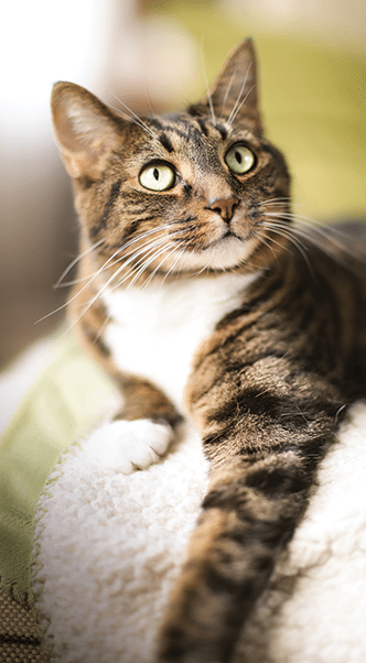 Pet Wellness Care in Roswell: Cat Laying on the Couch