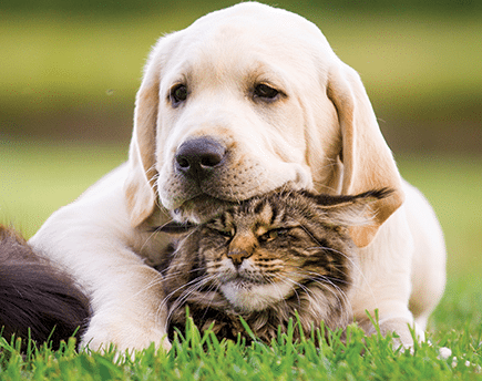 Pet Wellness Care in Roswell: Puppy Laying on Cat