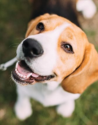 Animal Hospital in Roswell: Smiling Dog