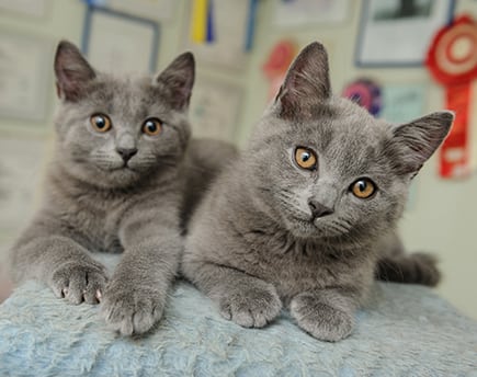 AAHA-Accredited Practice in Roswell: Cat Sitting Next to Kitten