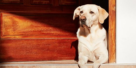 Contact Us: Dog Sits By Front Door