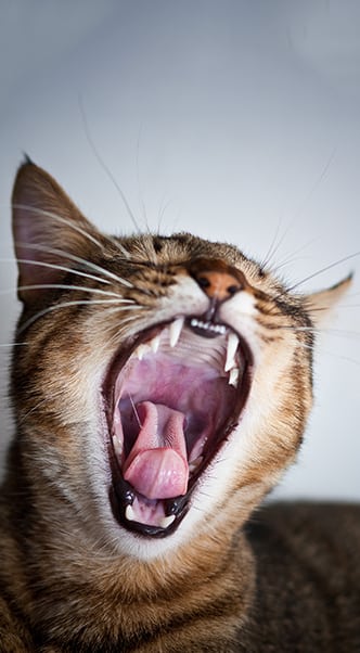 Pet Dental Care in Roswell: Cat Yawning