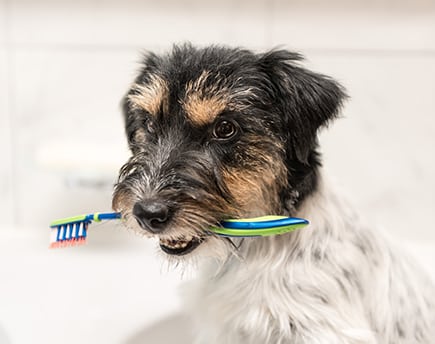 Pet Dental Care in Roswell: Dog Holding Toothbrush