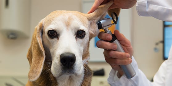 Pet Diagnostics in Roswell: Dog Receives Wellness Exam