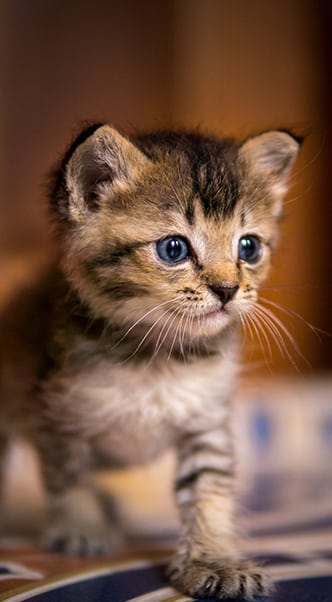 Fear Free Veterinary Care in Roswell: Kitten