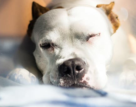 Pet Laser Therapy in Roswell: Dog Sleeping