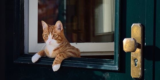 New Patient Form: Cat Sitting By Front Door