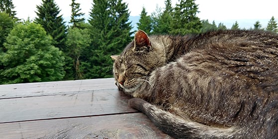 Policies and Payment Options: Cat Sleeping on Ledge