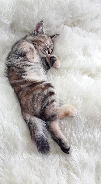 Pet Surgery in Roswell: Kitten Sleeping on a Rug