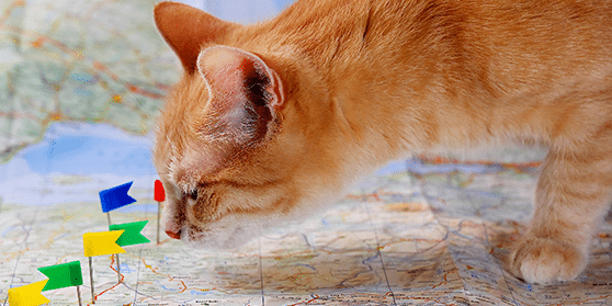 Take Our Virtual Hospital Tour: Cat Looking At Map