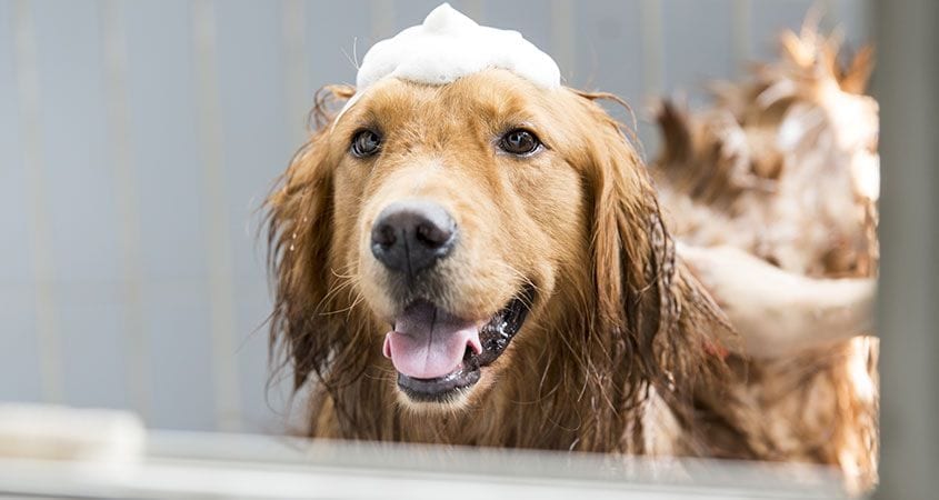 Golden retriever in a bathtub holding bath sponge in mouth